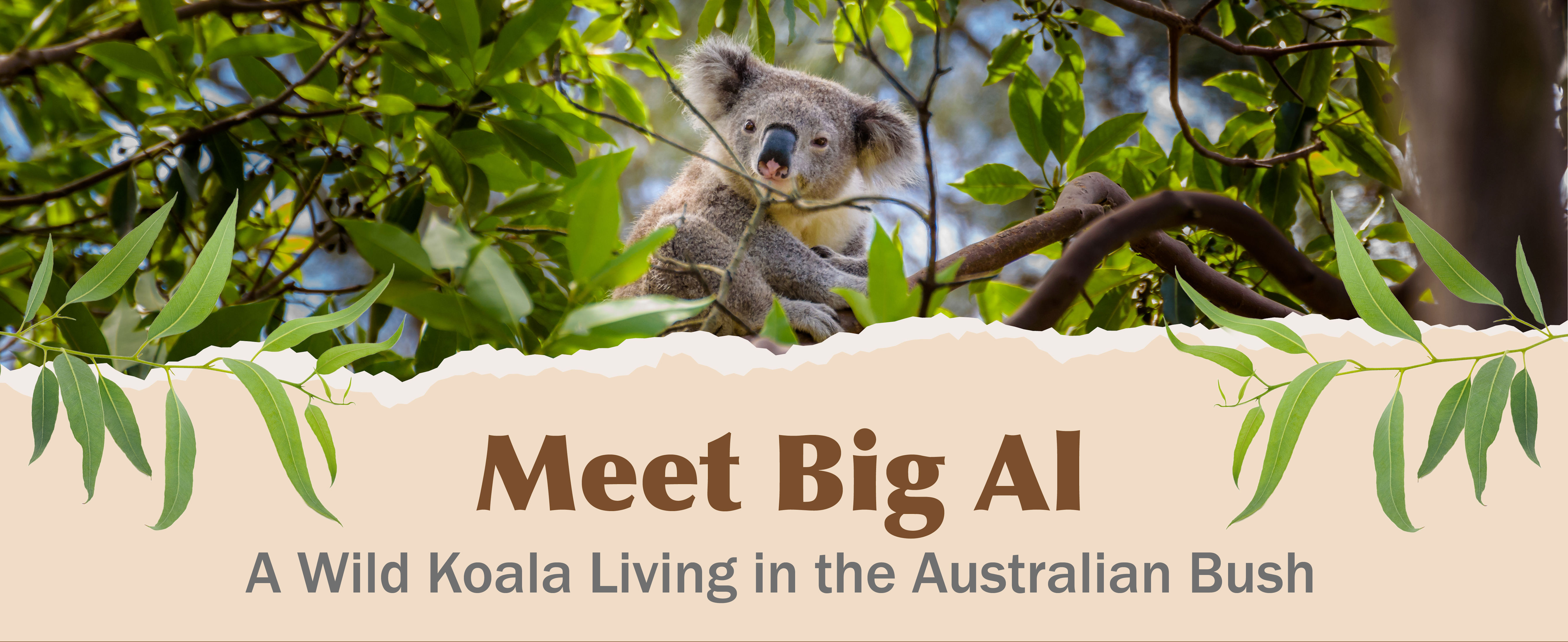 Meet Big Al the Koala