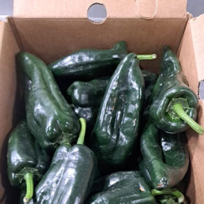 Pepper Poblano Fresh