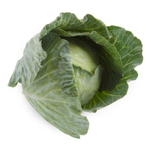 Cabbage Green Foodservice