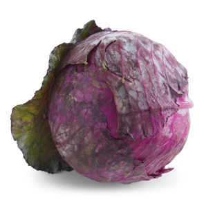 Cabbage Red Foodservice