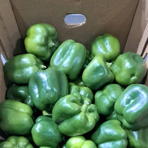 Pepper Green Bell Choice Fresh