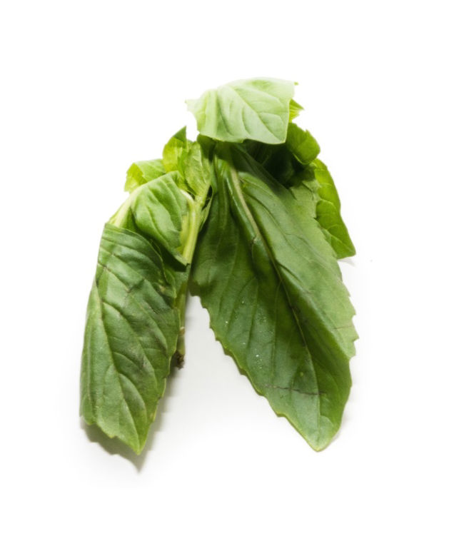 Basil Fresh Herb