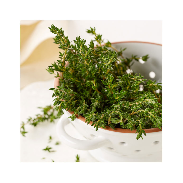 Thyme Fresh Herb