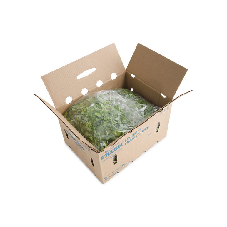 Cilantro Cleaned, Washed & Fresh Herb