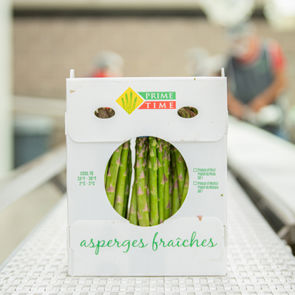 Asparagus Fresh Large