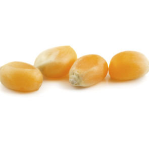 Popcorn Kernel Yellow