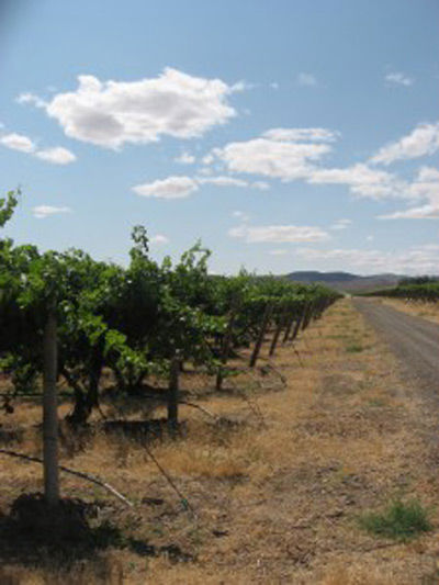 Coldwater Creek Vineyard June