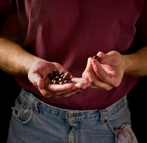 Close-up of Merf's hands holding grapes