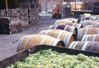 Wine barrels