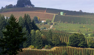 vineyards