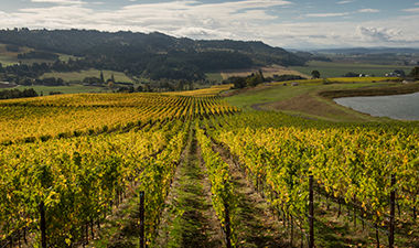 Willakia Vineyard