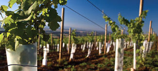 New vines in a vineyard