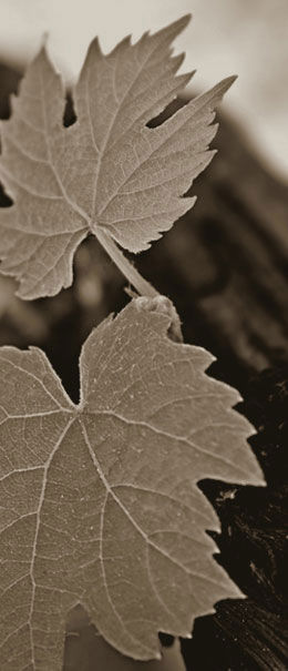 Grape Leaves