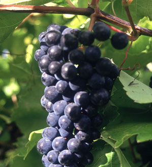close-up of a bunch of grapes