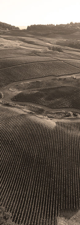 Overhead view of Willakia Vineyard