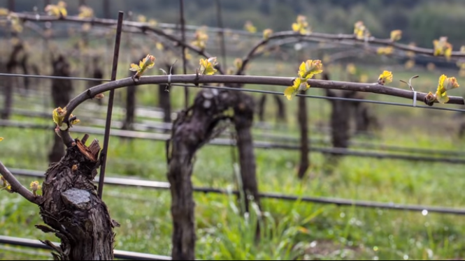 Buds on vines