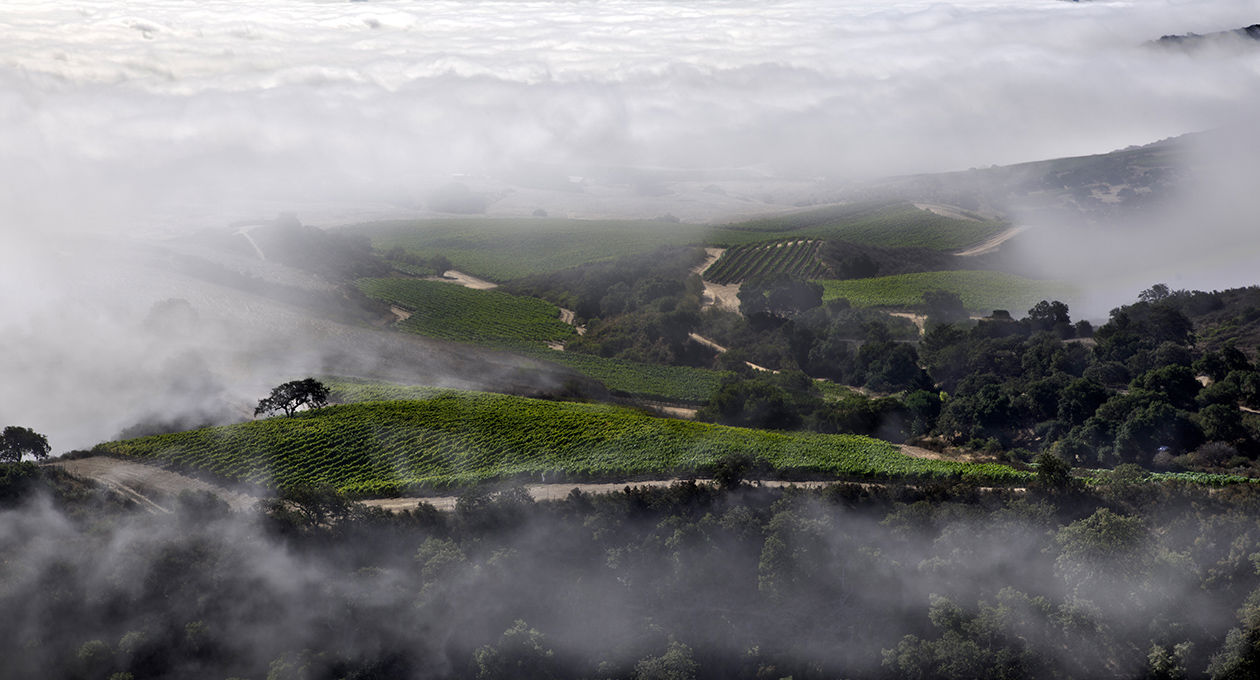 Pisoni Vineyard