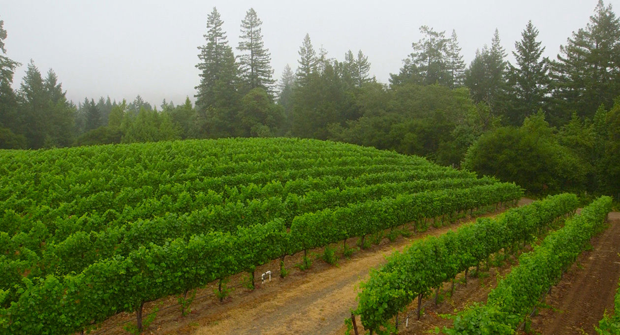 Chenoweth Vineyard