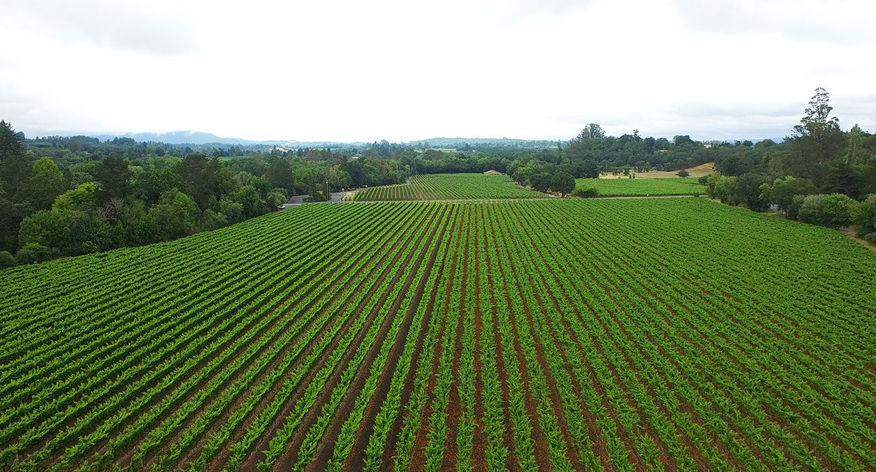 Dutton Ranch Vineyard