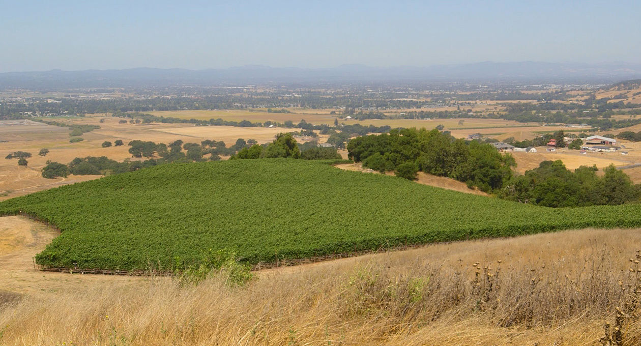 Gaps Crown Vineyard