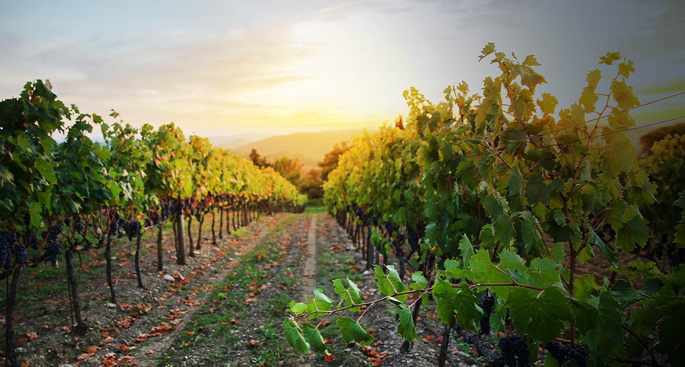 Woman holding up a glass of wine and smiling