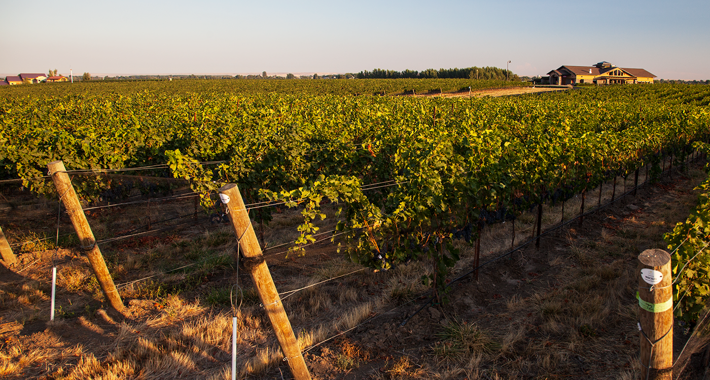 Bottles of Northstar wines