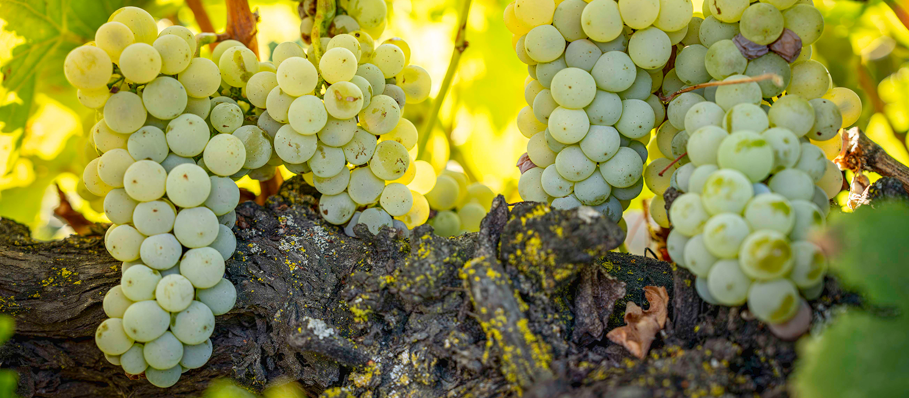 Grape clusters on old vines