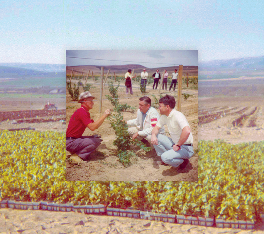 People in a vineyard