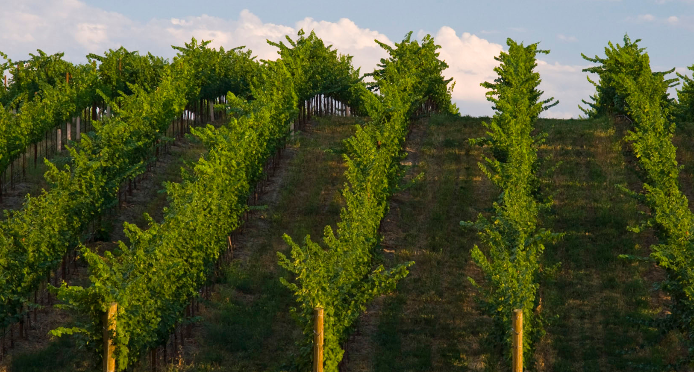 Vineyard at Northstar