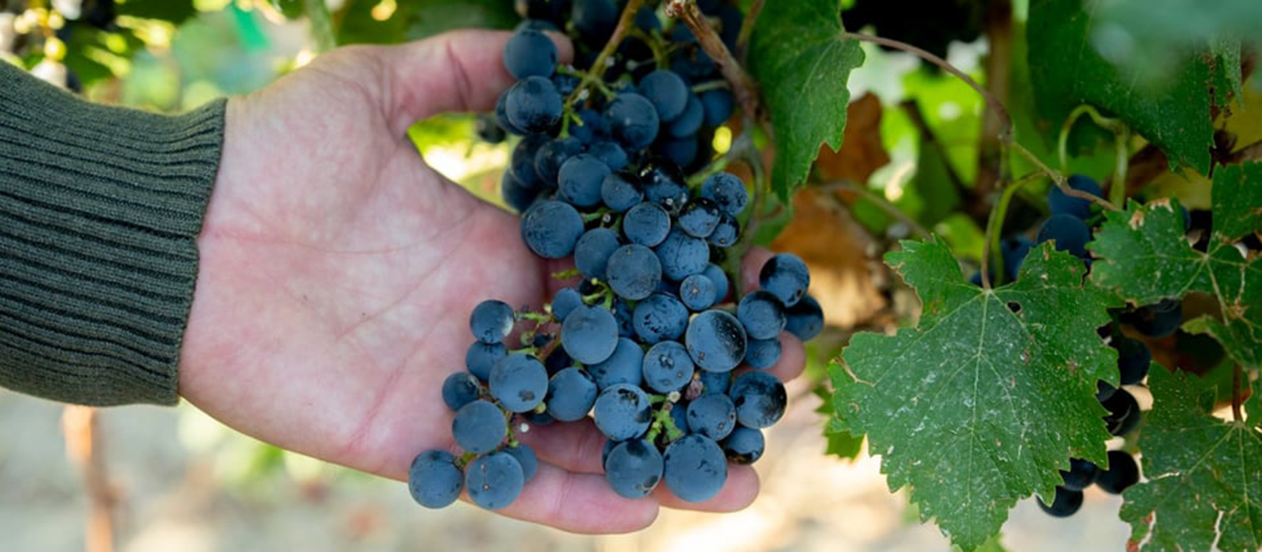Hand holding grape cluster