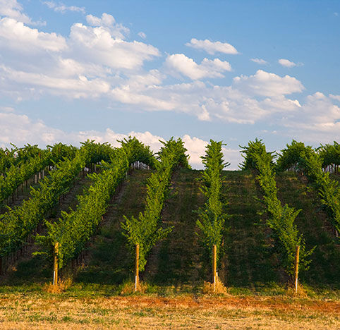 Vineyard