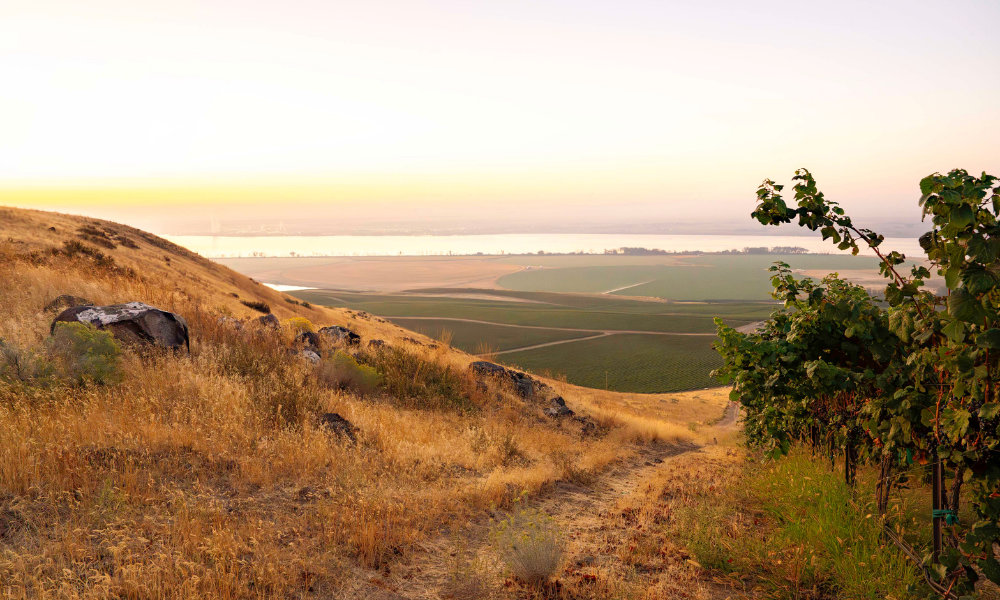 Canoe Ridge Estate Vineyard