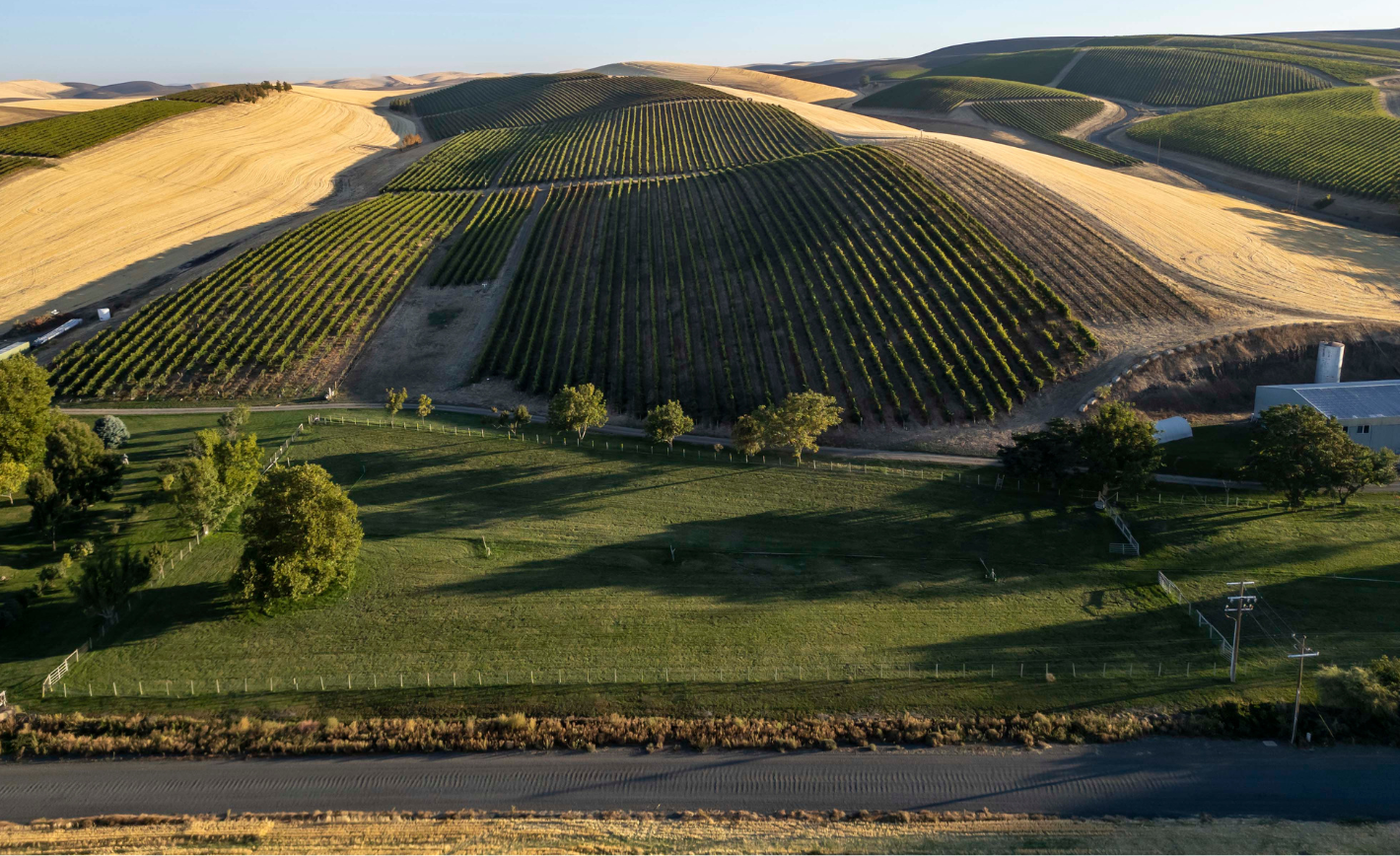 Wine grape vineyards at Spring Valley