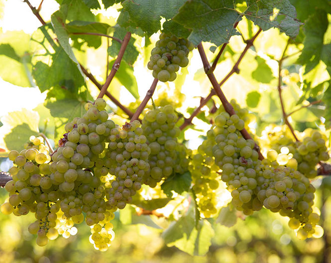 grapes on vines