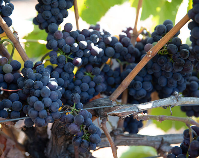 Close-up of grapes on a vine