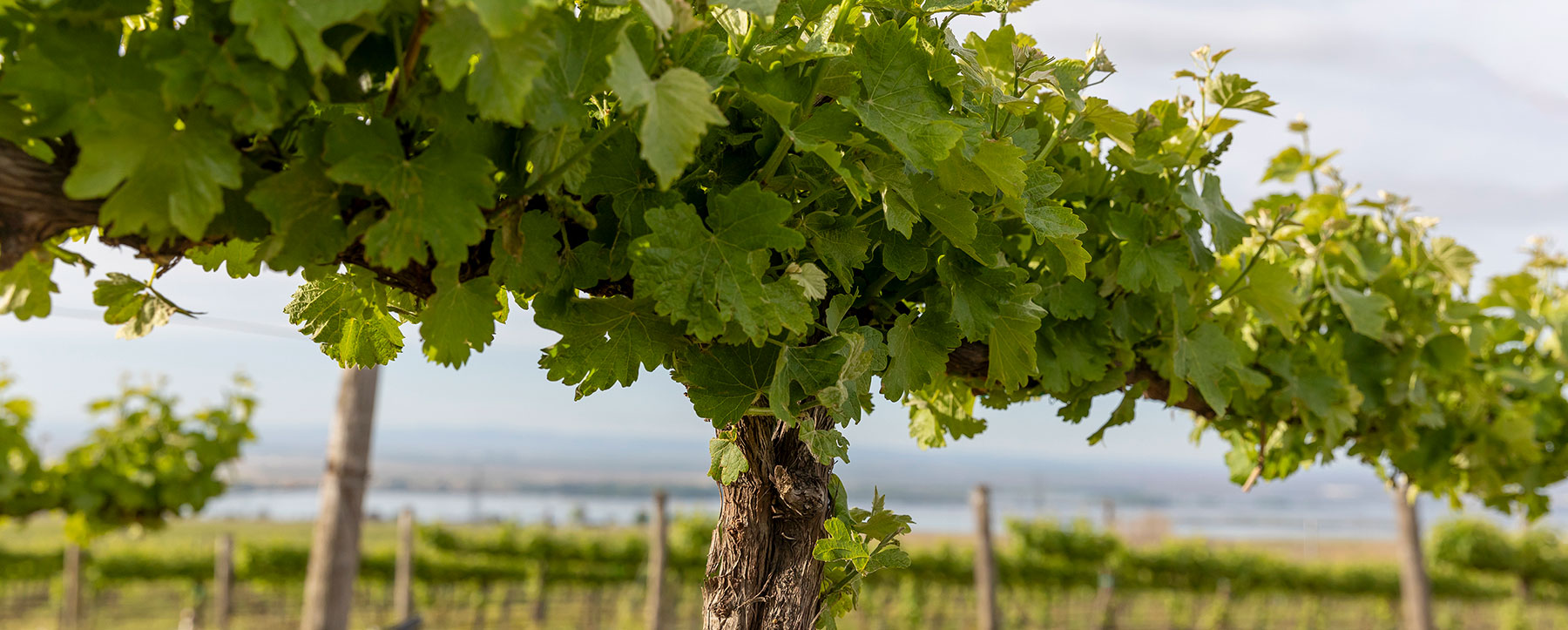Close-up of vineyard