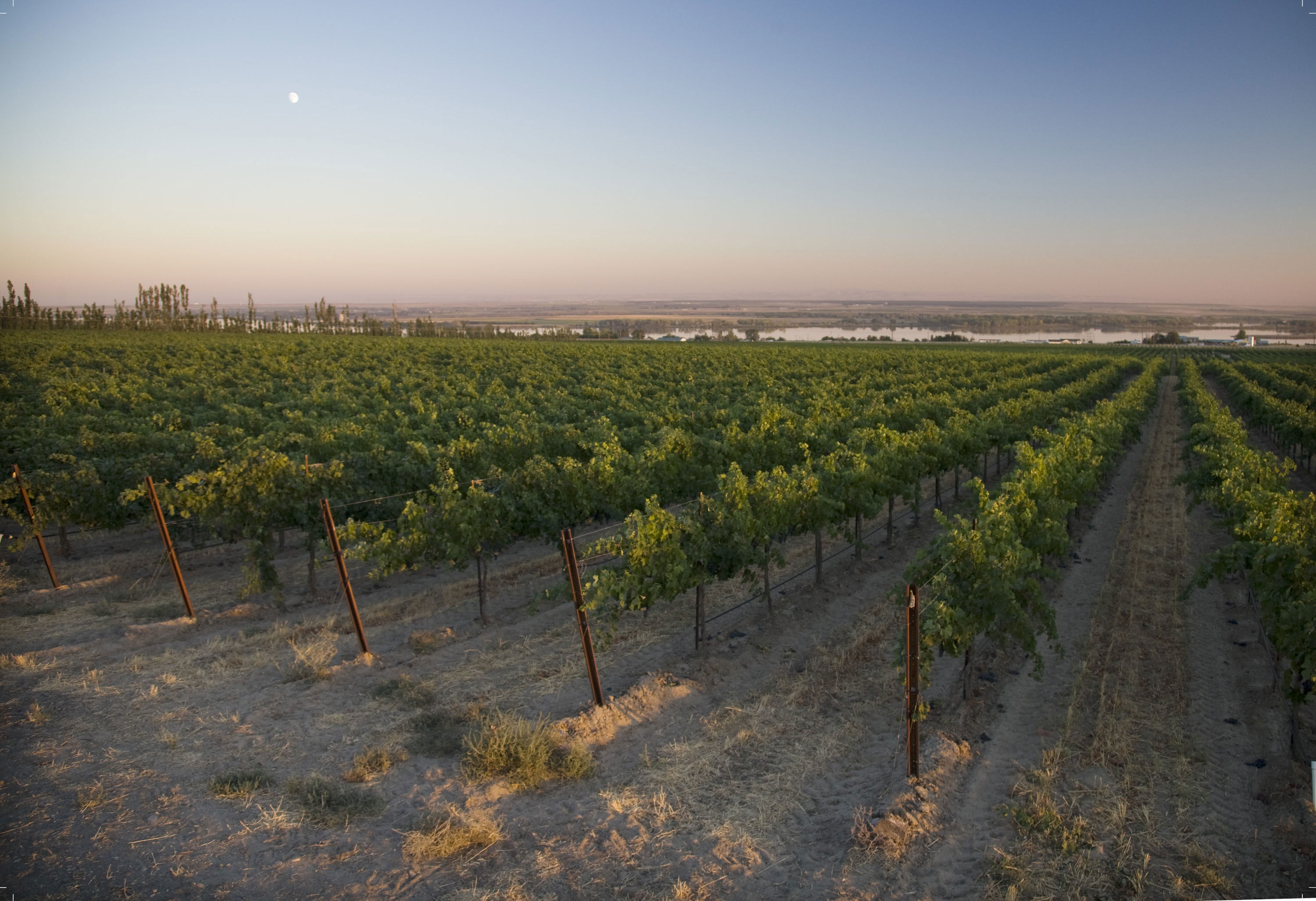 Horse Heaven Vineyard