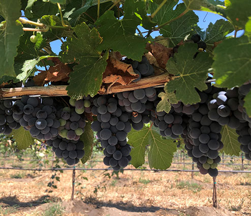 Grapes on vines