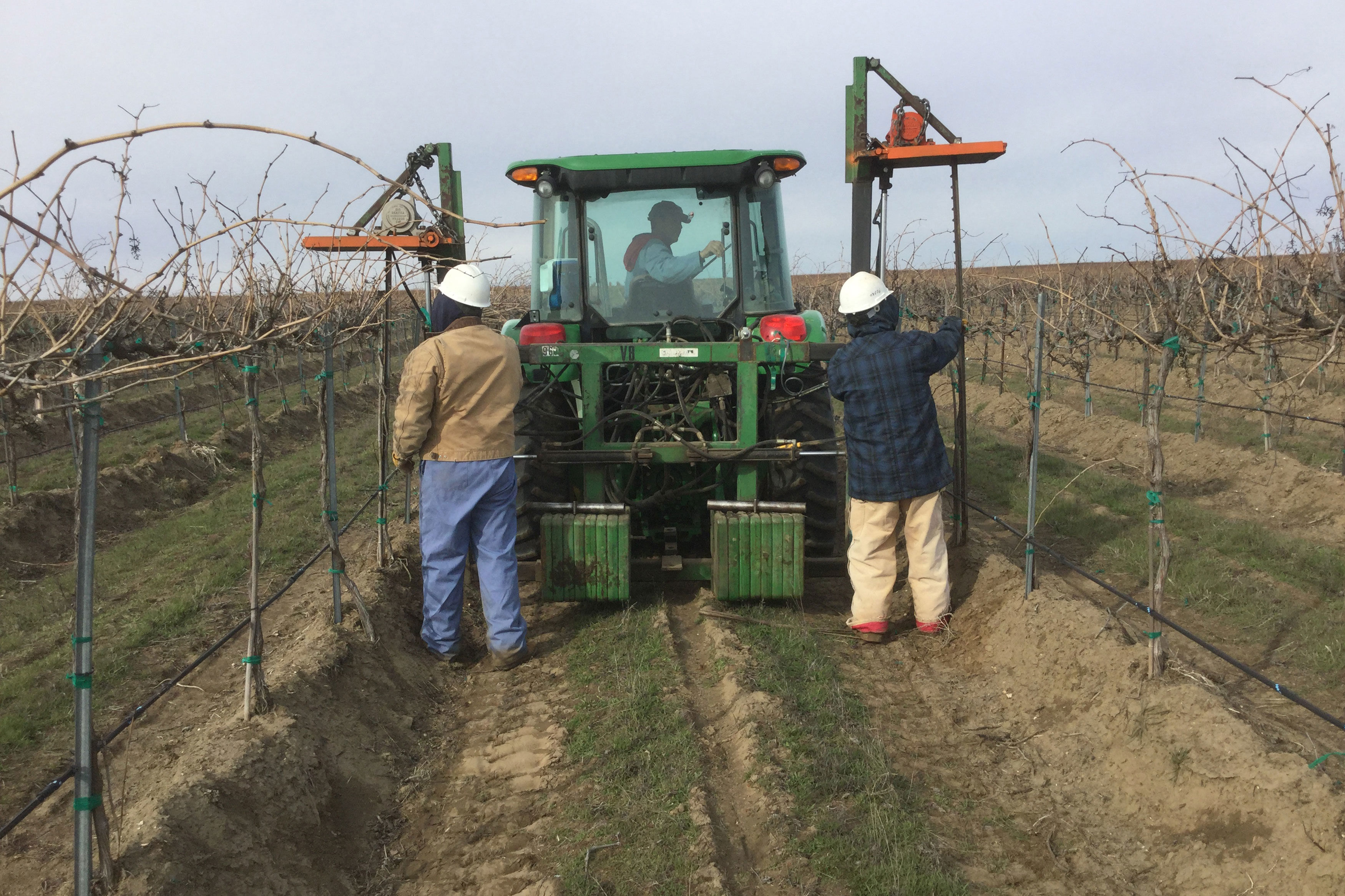 People caring for vineyard