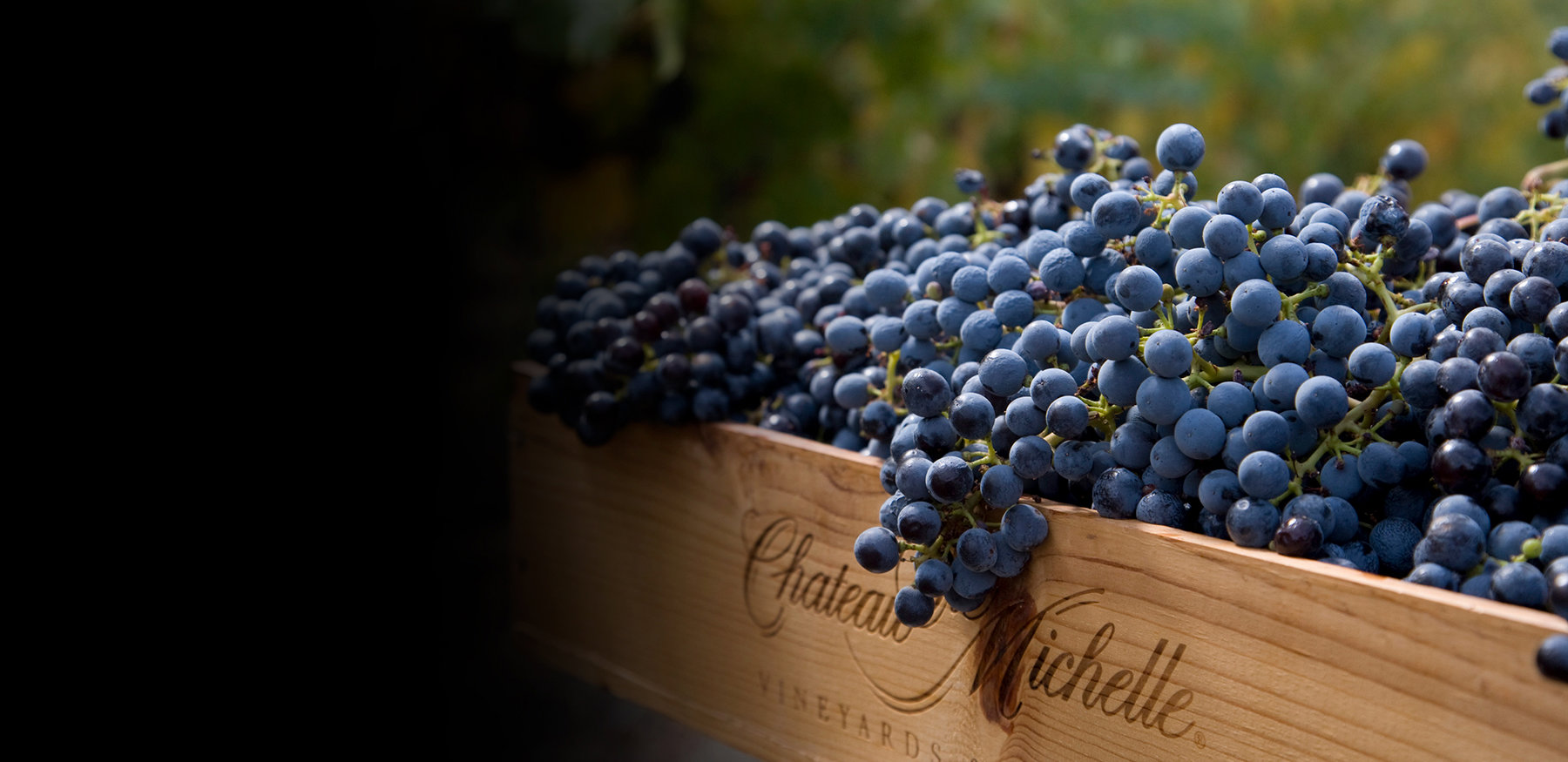 Chateau Ste. Michelle Crate with grapes in the vineyard