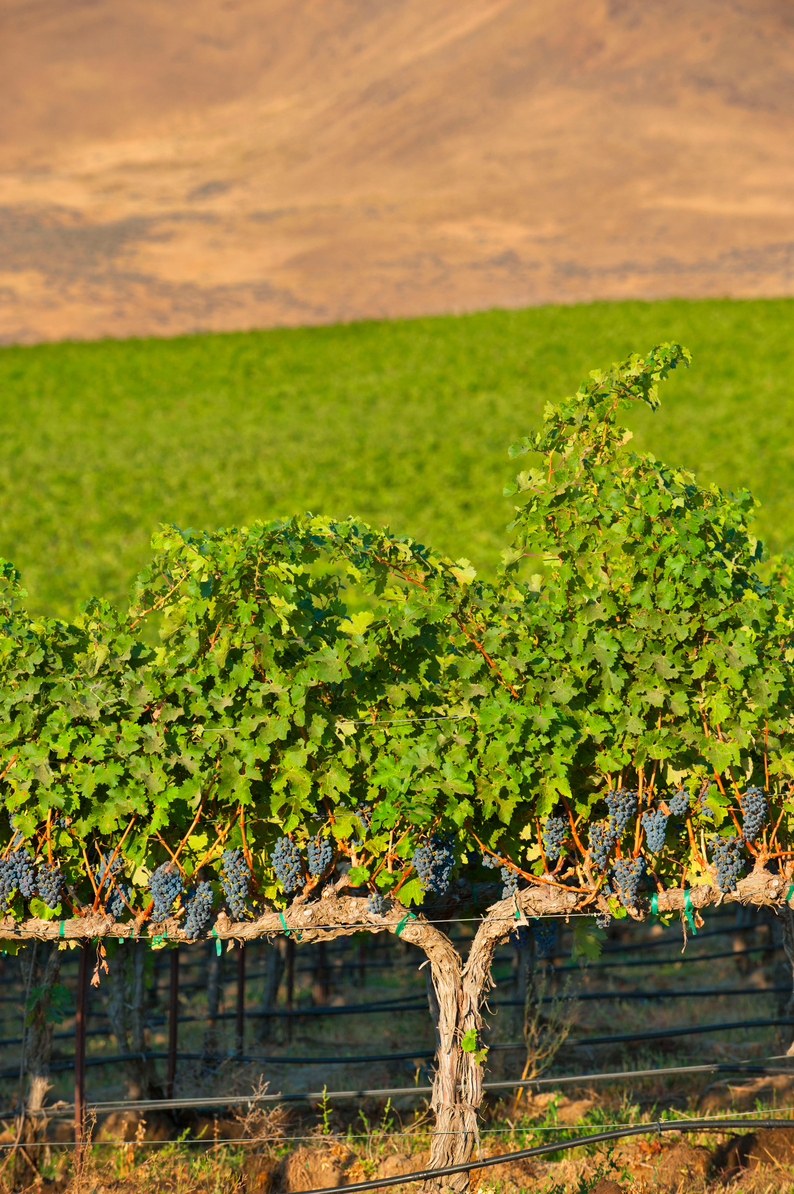 Horse Heaven Hills vineyards