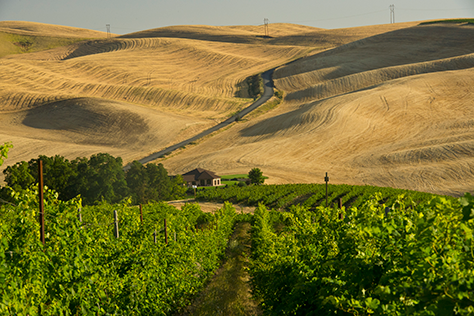 30th Vineyard Anniversary Celebration image