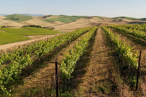 Spring Valley Vineyard Fall Release Pairing Experience image