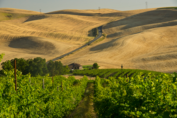 30th Vineyard Anniversary Celebration