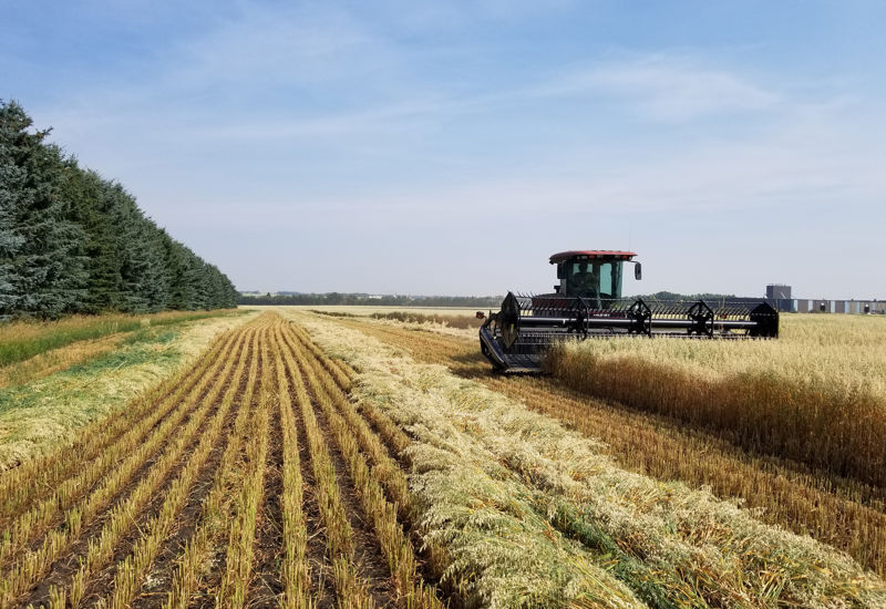 20180821_Harvesting Oat Malt.jpg