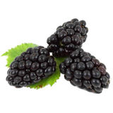 Oregon Fruit Puree - Boysenberry