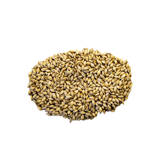 Bairds Golden Promise