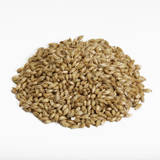 Canada Malting Premium Two Row Brewers Malt