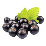 Oregon Fruit Puree - Black Currant