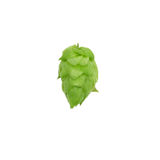 Resinate Hop Extract - Warrior